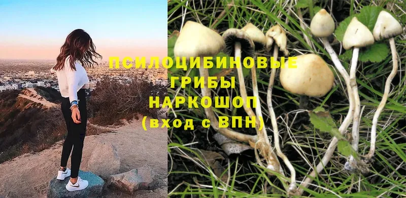 как найти закладки  Липки  Псилоцибиновые грибы Cubensis 